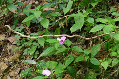 Impatiens macrovexilla