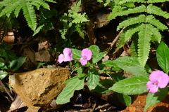 Impatiens macrovexilla