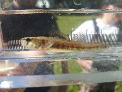 Etheostoma exile
