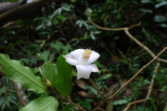 Camellia caudata