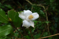 Camellia caudata