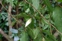 Camellia caudata