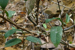 Eurya chinensis
