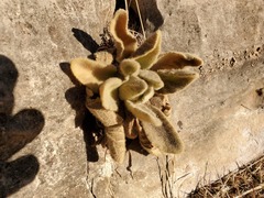 Verbascum thapsus