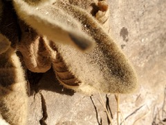 Verbascum thapsus
