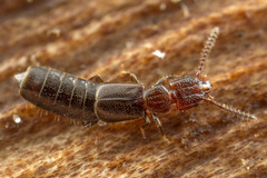 Ischnoderus nigriventris