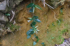 Tripterospermum nienkui