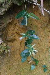 Tripterospermum nienkui