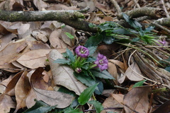 Tripterospermum nienkui