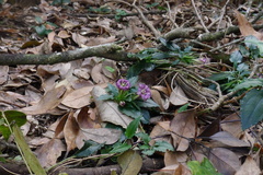 Tripterospermum nienkui