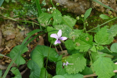 Viola arcuata