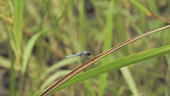 Brachydiplax duivenbodei