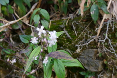 Oldenlandia mellii