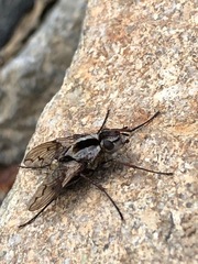 Proscissio milleri