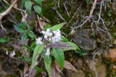 Oldenlandia mellii