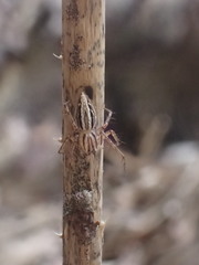 Oxyopes elegans