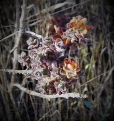 Castilleja latifolia