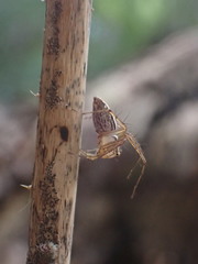 Oxyopes elegans