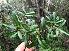 Dinosperma erythrococcum
