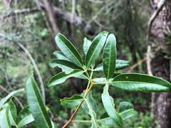Dinosperma erythrococcum