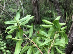 Dinosperma erythrococcum