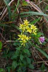 Solidago decurrens