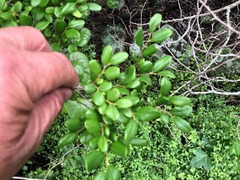Diospyros humilis