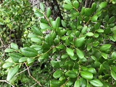 Diospyros humilis