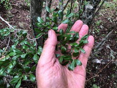 Diospyros humilis
