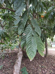 Saraca