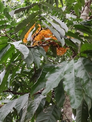 Saraca