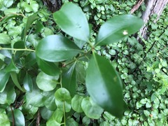Diospyros humilis