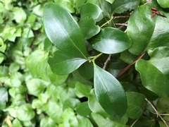 Diospyros humilis