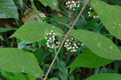 Callicarpa longipes