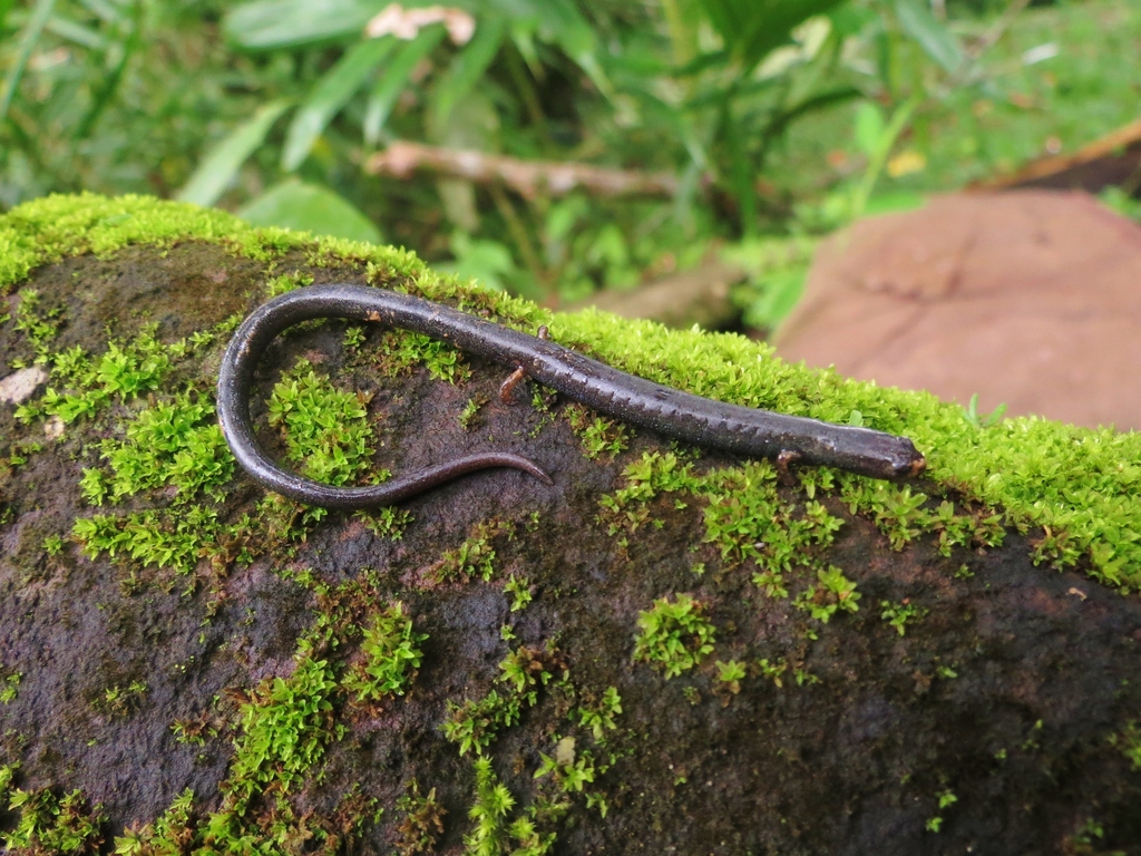 Costa Rica Worm Salamander