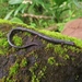 Costa Rica Worm Salamander - Photo (c) Eric van den Berghe, some rights reserved (CC BY-NC), uploaded by Eric van den Berghe