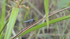 Brachydiplax duivenbodei