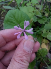 Silene colorata image