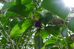 Callicarpa brevipes