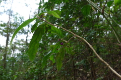 Callicarpa brevipes