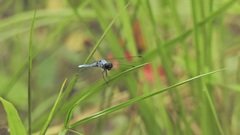 Brachydiplax duivenbodei