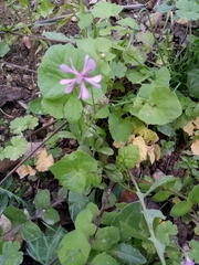 Silene colorata image