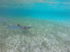 Caranx