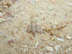 Ebalia intermedia