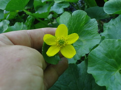 Caltha sibirica