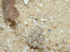 Ebalia intermedia