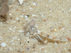 Ebalia intermedia