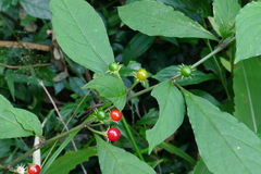 Lycianthes lysimachioides