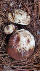 Suillus brunnescens