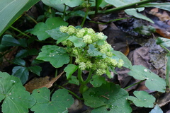 Hydrocotyle nepalensis